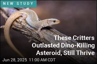 These Critters Outlasted Dino-Killing Asteroid, Still Thrive