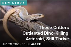 These Critters Outlasted Dino-Killing Asteroid, Still Thrive