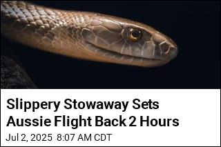 Slippery Stowaway Sets Aussie Flight Back 2 Hours