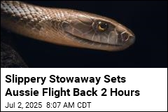 Slippery Stowaway Sets Aussie Flight Back 2 Hours
