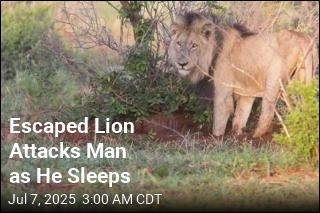 Escaped Lion Attacks Man as He Sleeps