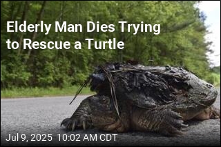 Elderly Man Dies Trying to Rescue a Turtle