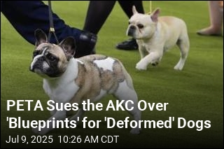 PETA Sues Over Kennel Club&#39;s &#39;Blueprints&#39; for &#39;Deformed&#39; Dogs