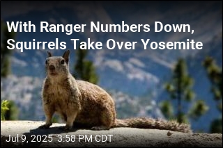 With Ranger Numbers Down, Squirrels Take Over Yosemite