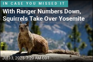 With Ranger Numbers Down, Squirrels Take Over Yosemite