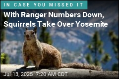 With Ranger Numbers Down, Squirrels Take Over Yosemite