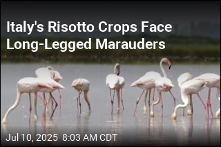 Italy&#39;s Risotto Crops Face Long-Legged Marauders