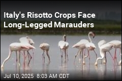Italy&#39;s Risotto Crops Face Long-Legged Marauders