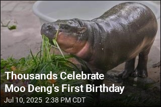 Thousands Celebrate Moo Deng's First Birthday
