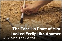 Slab Split in Half 100 Years Ago Reveals a New Species