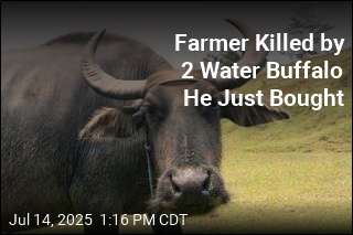 Farmer Killed by Water Buffalo a Day After He Bought Them