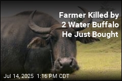 Farmer Killed by Water Buffalo a Day After He Bought Them