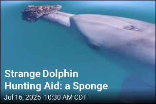 To Help With Hunting, Some Dolphins Use a Sponge