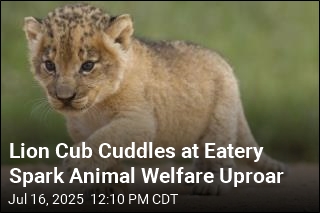Lion Cub Cuddles at Eatery Spark Animal Welfare Uproar
