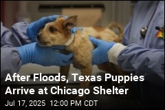 Texas Puppies Arrive in Chicago After Floods