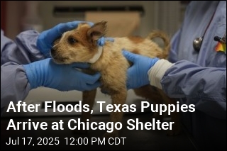 Texas Puppies Arrive in Chicago After Floods