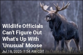 A Moose Has Shut Down a Popular Mountain Hiking Trail