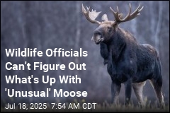 A Moose Has Shut Down a Popular Mountain Hiking Trail