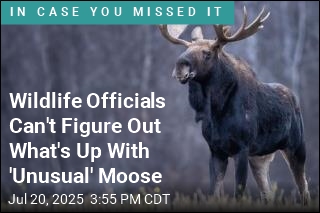 A Moose Has Shut Down a Popular Mountain Hiking Trail