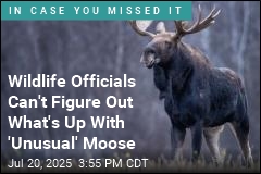 A Moose Has Shut Down a Popular Mountain Hiking Trail