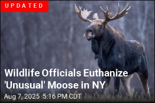 A Moose Has Shut Down a Popular Mountain Hiking Trail