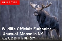 A Moose Has Shut Down a Popular Mountain Hiking Trail