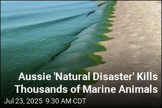 Toxic Algae Wreaks Havoc on South Australia&#39;s Economy