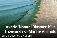 Toxic Algae Wreaks Havoc on South Australia&#39;s Economy