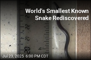 World&#39;s Smallest Known Snake Rediscovered