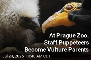 At Prague Zoo, Staff Puppeteers Become Vulture Parents