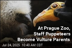 At Prague Zoo, Staff Puppeteers Become Vulture Parents
