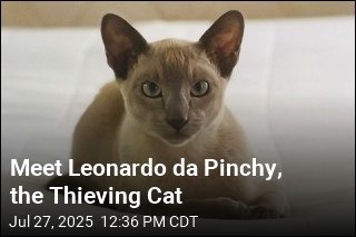 Leonardo da Pinchy the Cat Wants to Steal Your Underwear