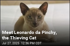 Leonardo da Pinchy the Cat Wants to Steal Your Underwear