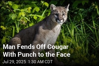 Man Fends Off Cougar With a Quick Punch