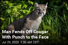 Man Fends Off Cougar With a Quick Punch