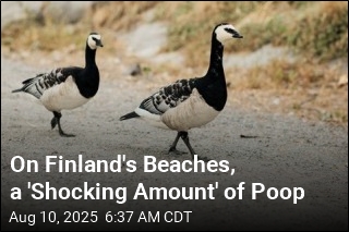 Finland&#39;s Beloved Summers Are Marred by Goose Poop