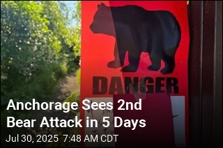 Anchorage Sees 2nd Bear Attack in 5 Days