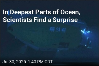 In Deepest Parts of Ocean, Scientists Find a Surprise