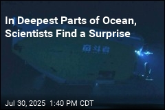 In Deepest Parts of Ocean, Scientists Find a Surprise