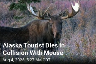 Alaska Tourist Dies in Collision With Moose
