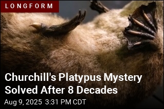 Churchill&#39;s Platypus Mystery Cracked After 8 Decades