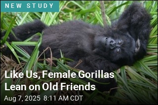 Like Us, Female Gorillas Lean on Old Friends