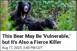 India&#39;s Fiercest Bear Attacks More People Than Tigers, Lions