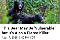India&#39;s Fiercest Bear Attacks More People Than Tigers, Lions