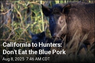 California to Hunters: Don&#39;t Eat the Blue Pork