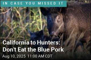 California to Hunters: Don&#39;t Eat the Blue Pork