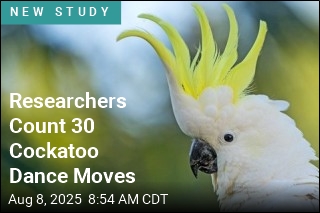 Cockatoos Have Dozens of Dance Moves at Their Disposal