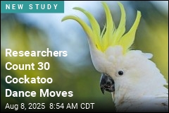 Cockatoos Have Dozens of Dance Moves at Their Disposal