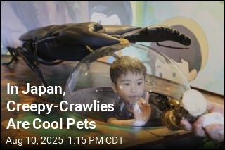 In Japan, Creepy-Crawlies Are Cool Pets
