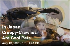 In Japan, Creepy-Crawlies Are Cool Pets
